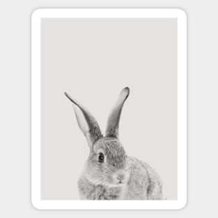 Rabbit 30 Sticker